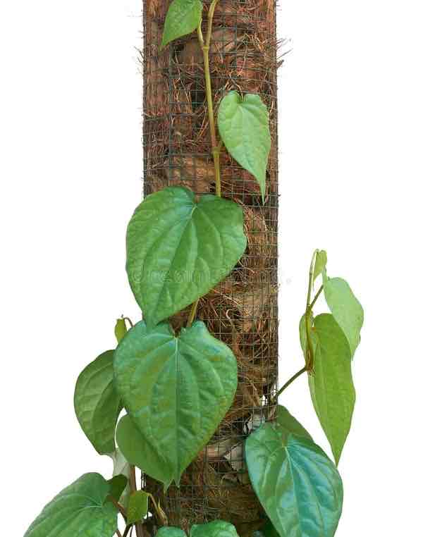 <p>arise from the nodes and attach themselves to some support to climb over it</p>