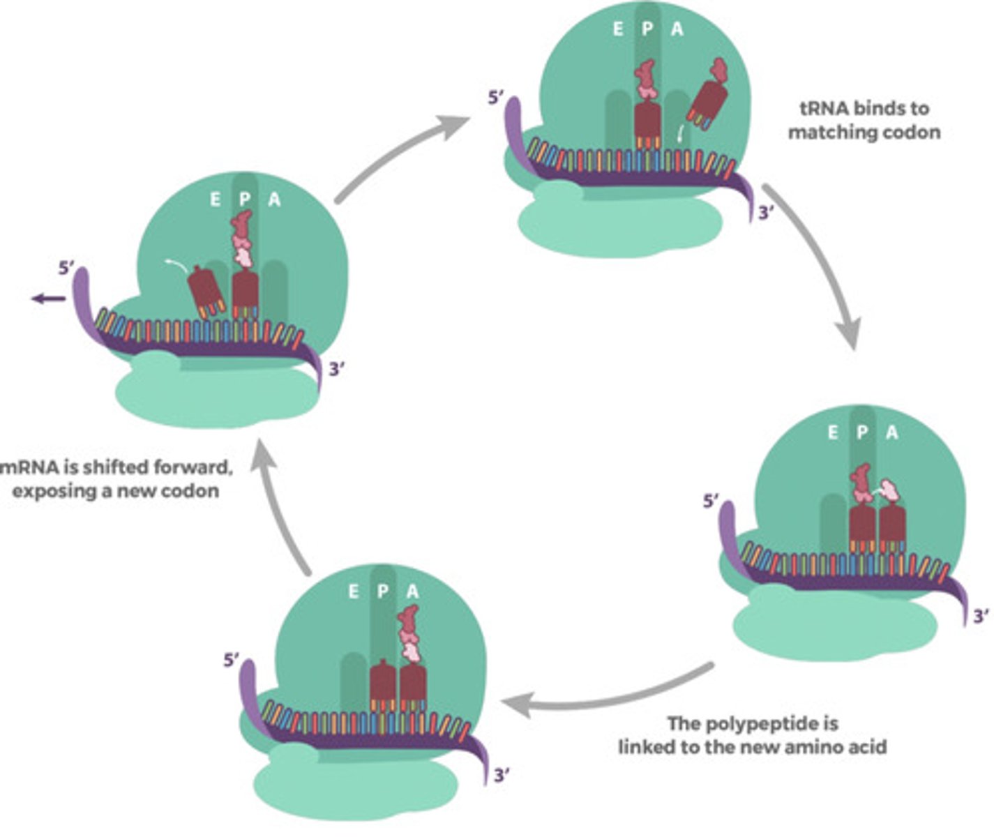 <p>summary of the elongation phase</p>