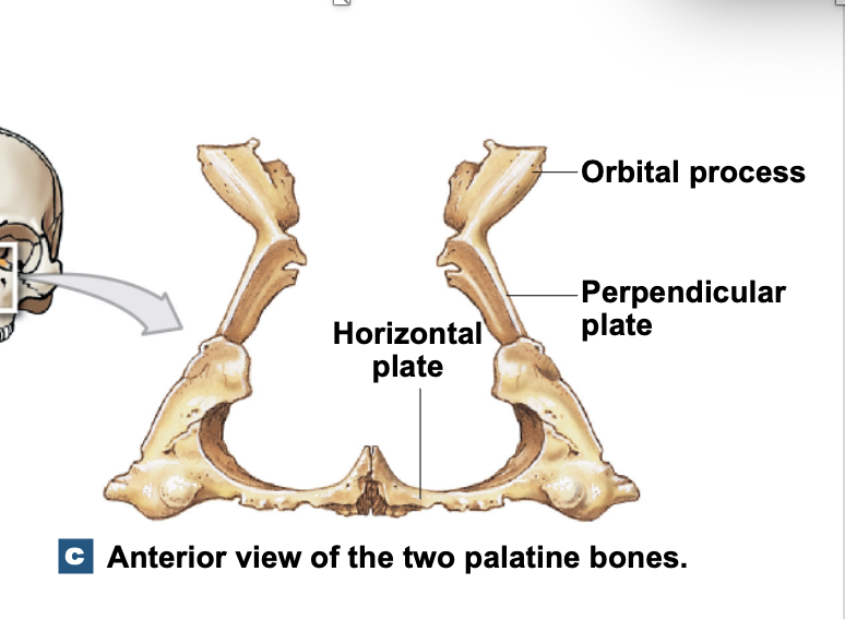 <p><strong>(2) </strong>palatines; top of the mouth</p>