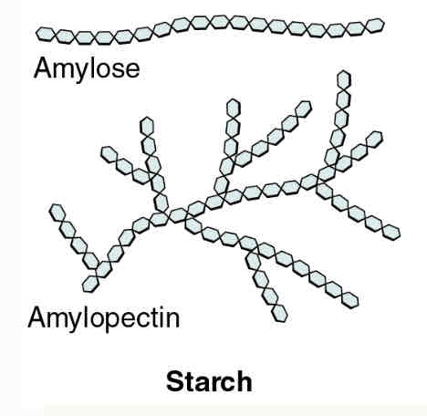 <p>plant glucose storage</p>