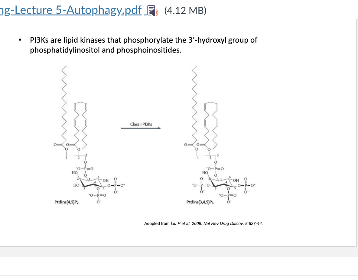 <ul><li><p>PI3K = lipid kinases that phosphoryate the <strong>3-’OH group</strong> of <strong>phosphatidylinositol</strong> and <strong>phosphoinositides</strong> → they are critical signaling lipid</p></li></ul><p></p>