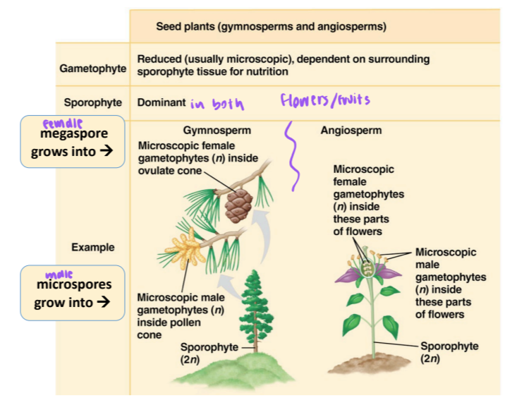 <p>reproductive adaptations of seed plants (reduced gametophyte) (seed plants gymnosperms and angiosperms)</p>