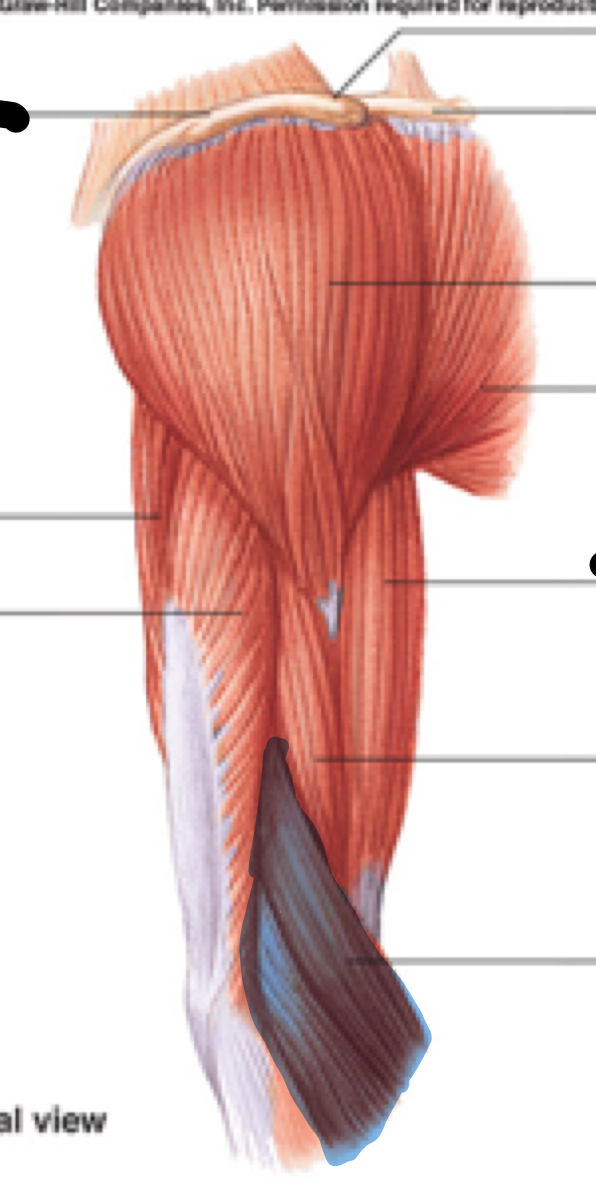 <p>Name, origin, insertion, innervation</p>