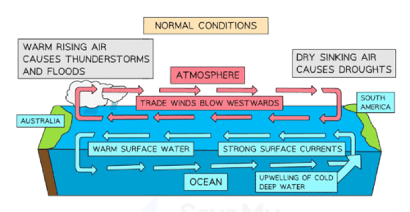 <p>1. trade winds blowing west weaken / die (can even reverse)</p><p>2. piled up water in west moves back to the east = 30cm sea level rise in Peru</p><p>3. region of rising air moves east with the direction of convectional uplift. upper air disturbances can distort jet stream, causing teleconnections globally</p><p>4. East Pacific Ocean becomes 6 degrees warmer as Nino overrides cold Humbolt Current (so breaks the food chain - less phytoplankton - less fish - affects penguins in Galapagos + fish market)</p><p>5. conditions are calmer across whole Pacific.</p>