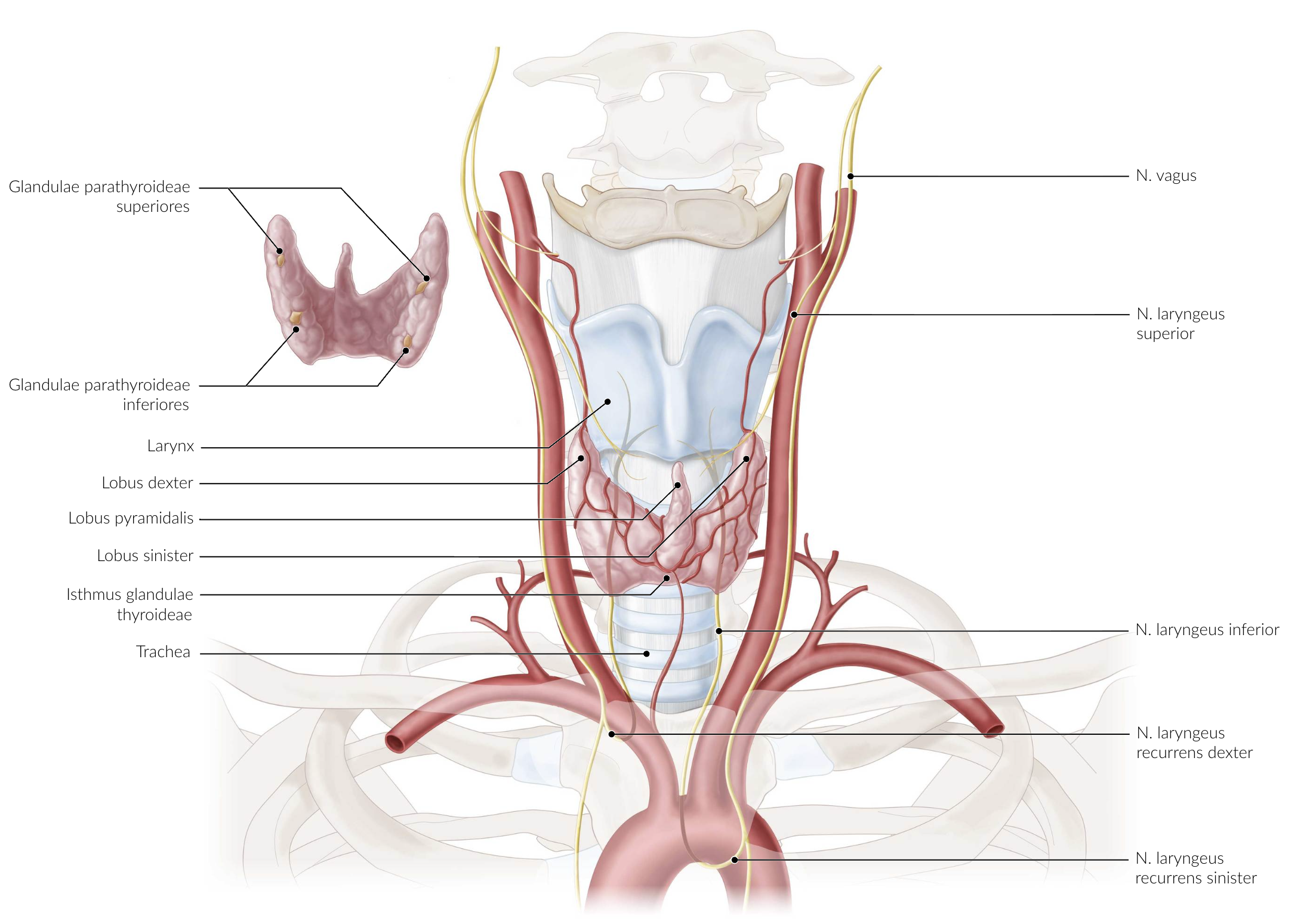 <p>A. Left recurrent laryngeal nerve (linker N. laryngeus recurrens)</p>