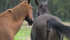 <p>This mare (right) is winking, and not kicking the stallion (left). What does her behaviour indicate?</p>
