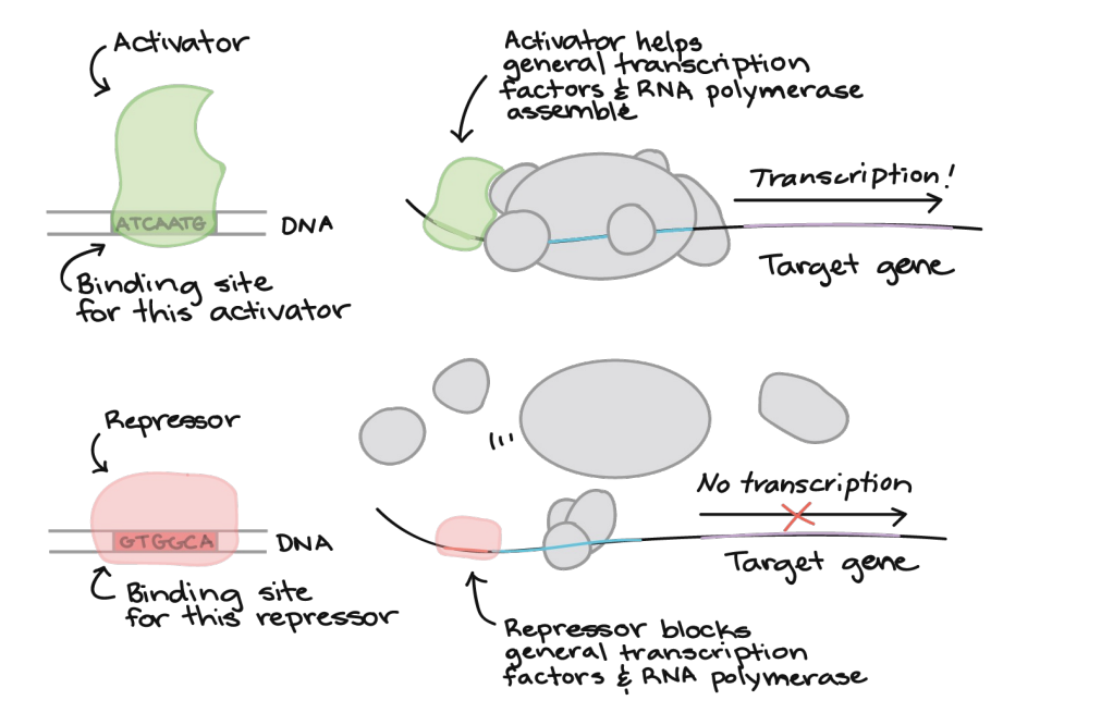 <p>include a wide number of proteins, excluding RNA polymerase, that initiate and regulate the transcription of genes</p>