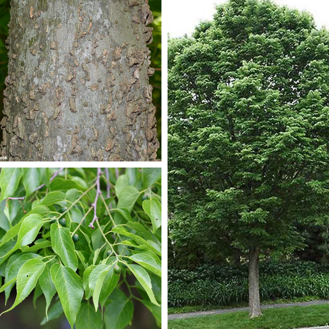 Hackberry:

Scaborous, toothed, asymmetrical leaves. Warty grey bark