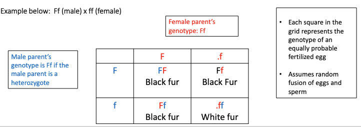 <p>Square grid for predicting possible genotypes/phenotype of offspring from a particular cross. </p><p>All possible gamete genotypes for one parent are placed on the top axis. </p>