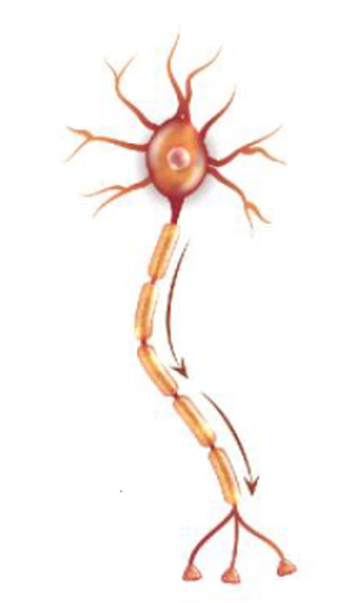 <p>More than 3 processes (1 axon, 2+ dendrites); 99% of neurons.</p>