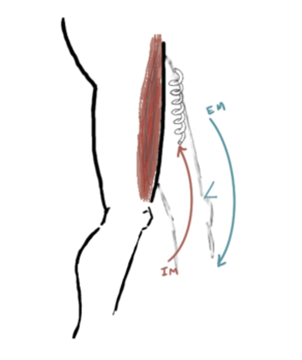 <p>IM: Knee Extension (quads)</p><p>EM: Knee flexion</p><p>IM</p>