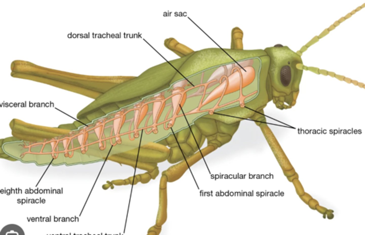 <p>Main internal body cavity where hemolymph bathes organs directly.</p>