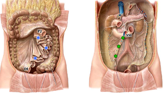 <p>-green asterisks </p><p>-on posterior abdominal wall</p><p>-approximately 6 inches in length; explains ruffled appearance of mesentery</p><p>-begins at duodenojejunal junction (L2) and ends at the ileocecal junction (L5) crossing from left to right</p><p>-branches of the superior mesenteric artery and vein are within root of mesentery since they provide blood supply to jejunum and ileum</p>