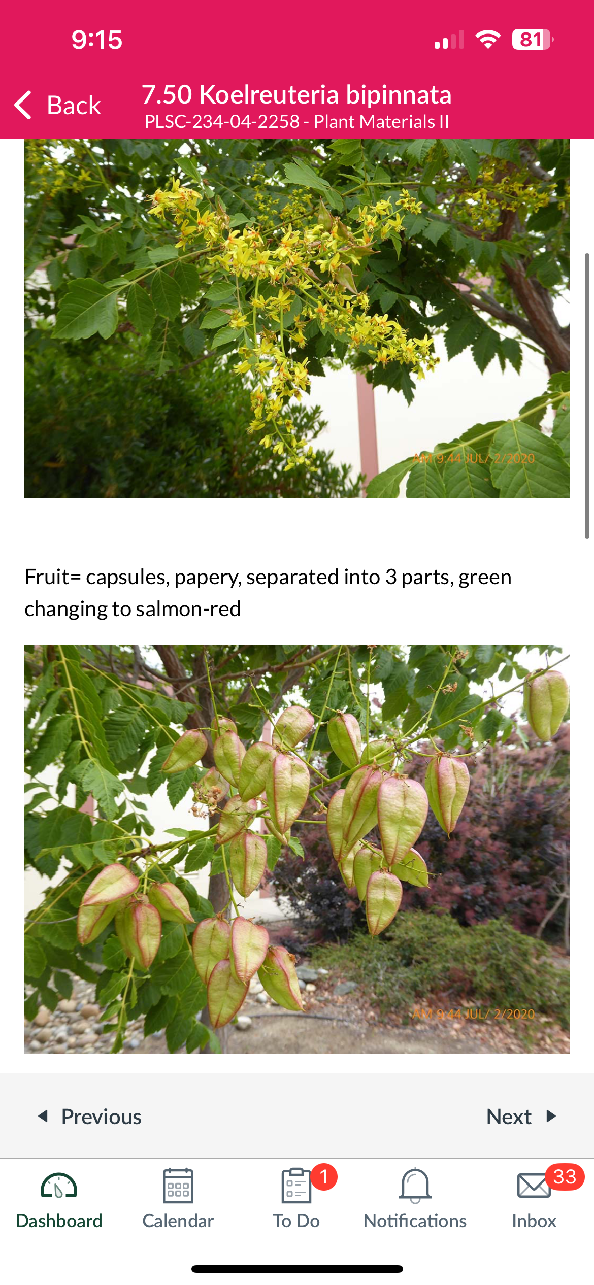 <p>Koelreuteria bipinnata</p>