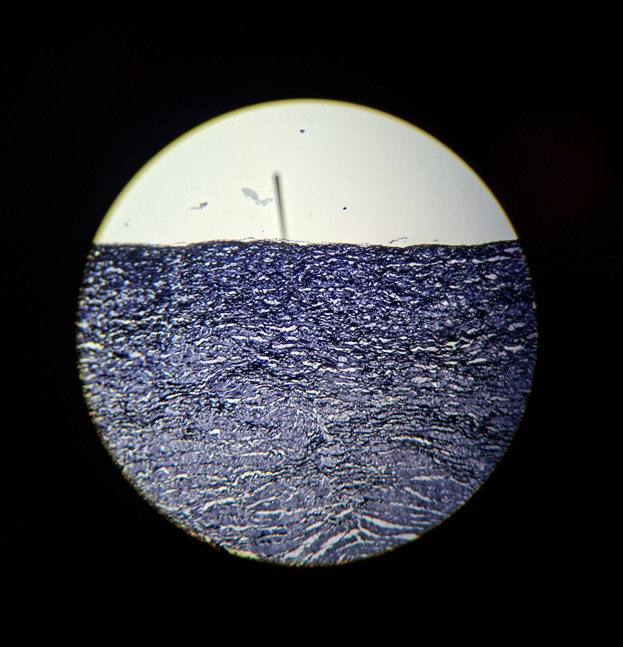 <p>Identify the tissue and mention one site</p>