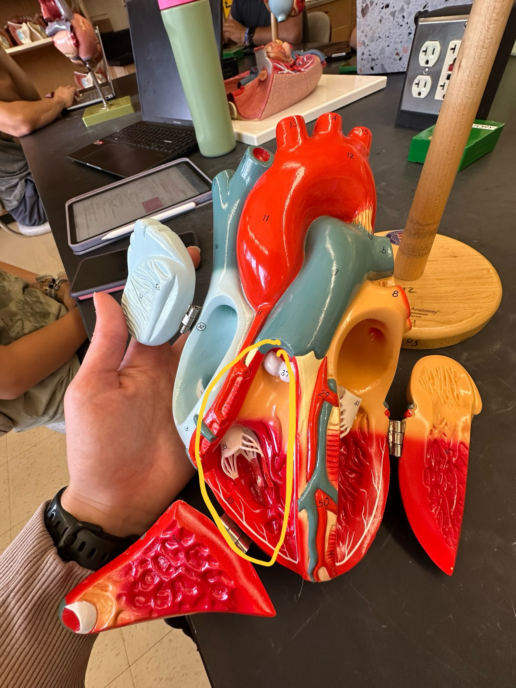 <p>whole section</p>