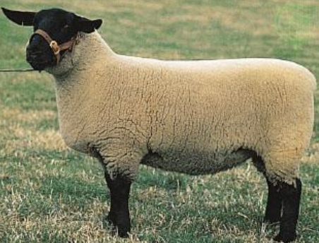 <p>Suffolk</p><p></p><p><strong>Origin</strong>: England</p><p><strong>Color</strong>: Black face and legs, white fleece</p><p><strong>Horns</strong>: Polled</p><p><strong>Traits</strong>: Medium Wool</p><p>make excellent terminal sires for producing market lambs, but purebreds have several potential inherited diseases, including spider lamb syndrome, abomasal emptying defect, and susceptibility to Scrapie.&nbsp;</p>