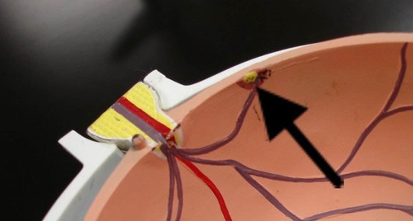 <p>center of macula lutea; produces highest visual acuity</p>