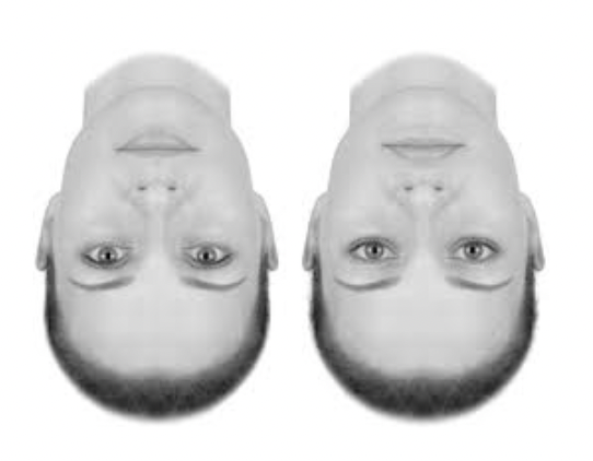 <p>These specialised mechanisms are only triggered when you see the face in the configuration that you usually see it (upright)</p><ul><li><p><span>Holistic processing is not applied when the face is upside down</span></p></li></ul><p>Both these faces look very similar in this configuration, however when turned around, you can see that one of the faces has the lips and eyes upside down (actually looks quite grotesque)</p>