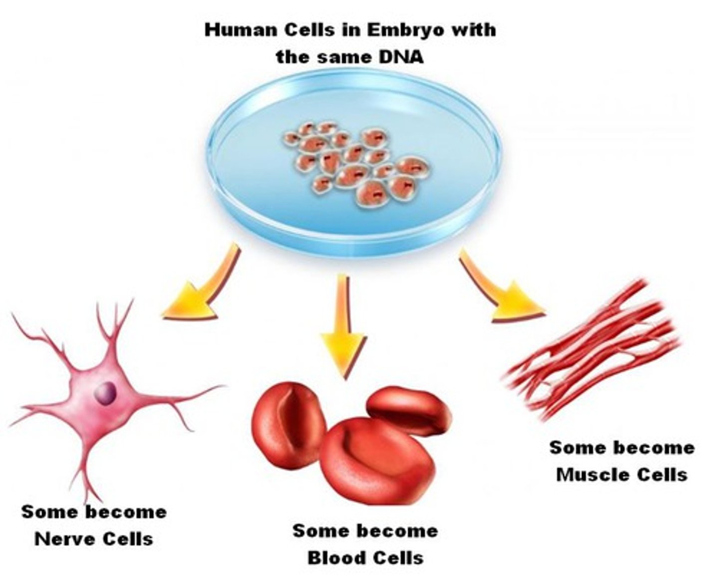 <p>Спеціалізація</p>