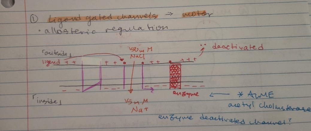 <p>motor, allosteric regulation</p><ul><li><p>in cell negative, out cell positive</p></li><li><p>150mM Na outside, 15mM inside</p></li><li><p>Acetylcholinesterase (AChE)</p><ul><li><p>deactivation when reached enzyme</p></li></ul></li></ul><p></p>