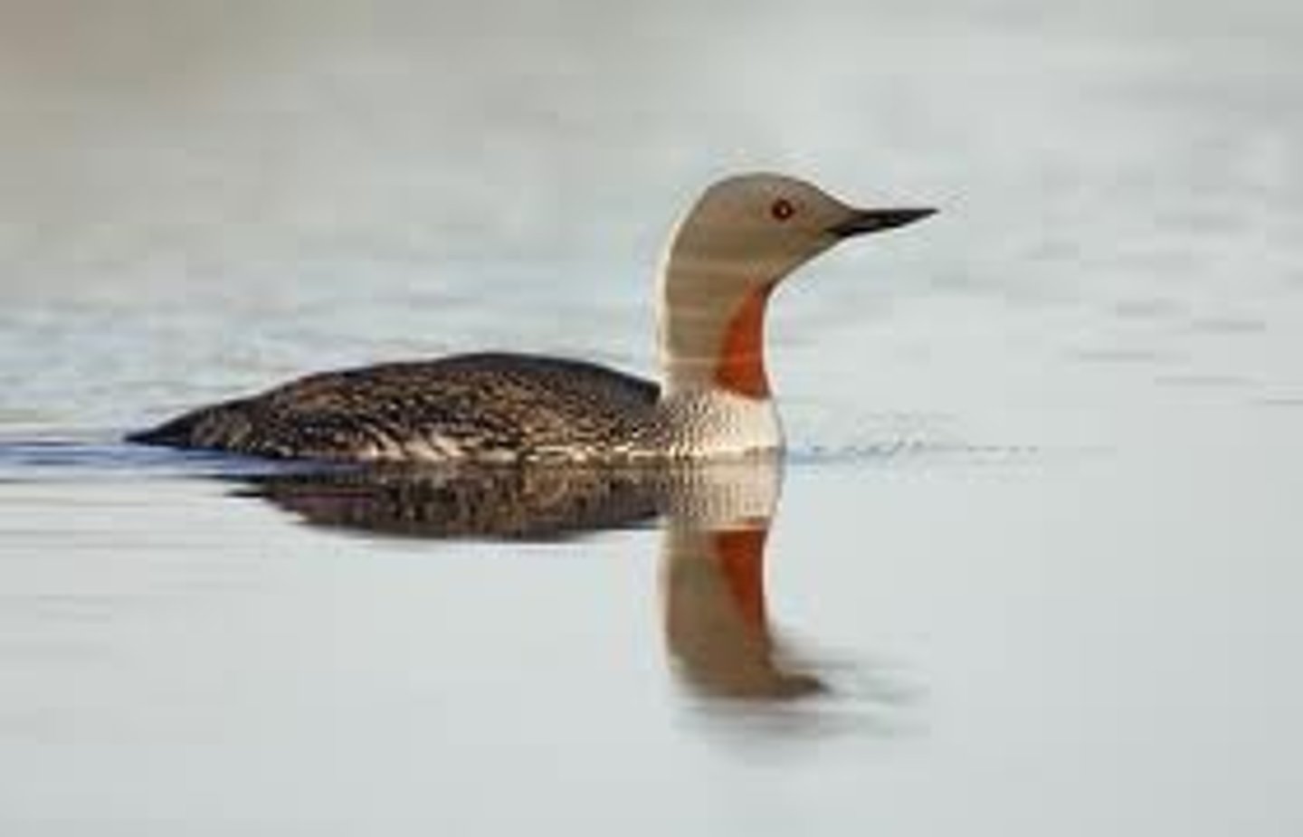 <p>Inshore ocean waters, coastal bays and estuaries</p>