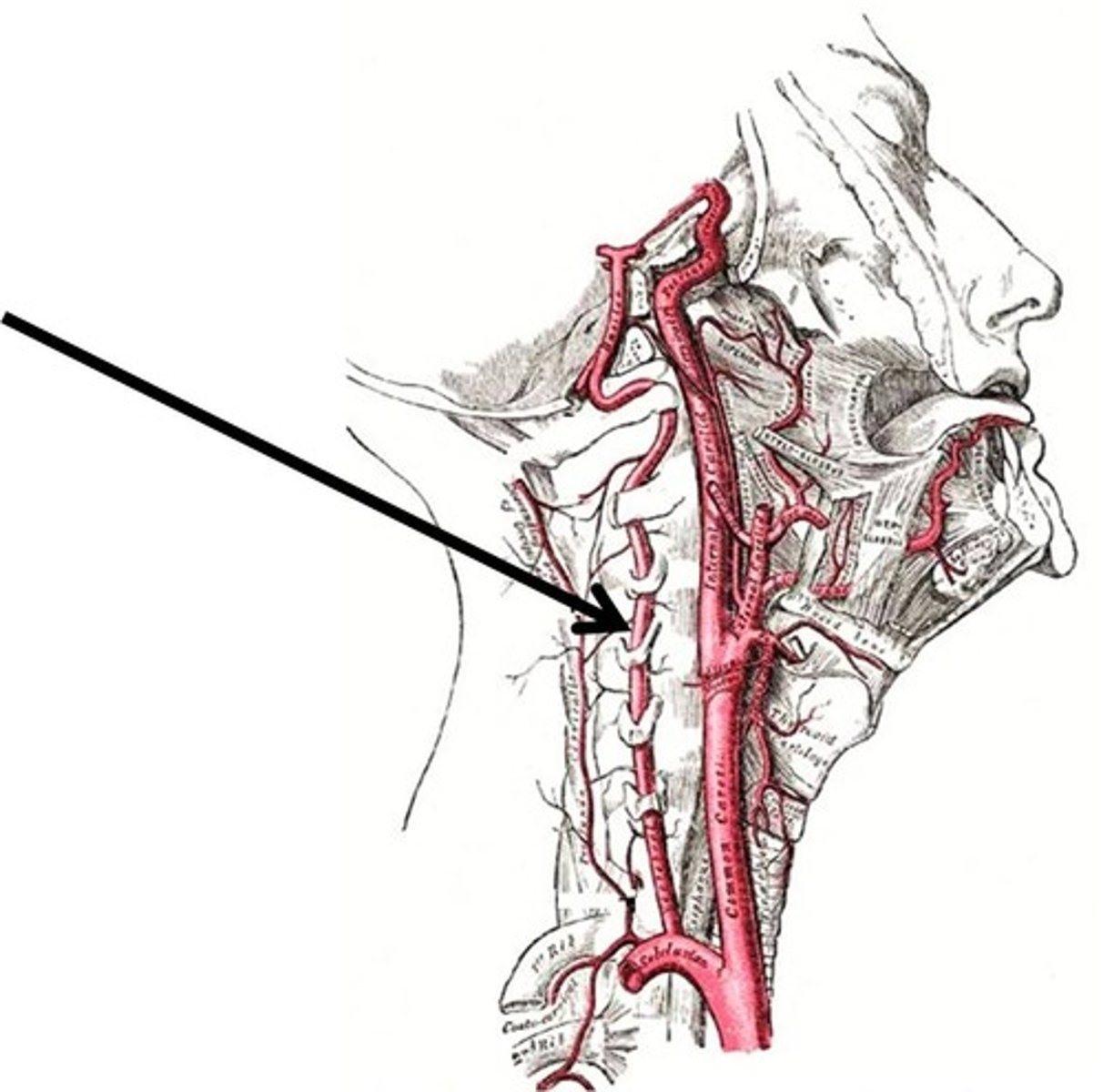 <p>Area supplied: Brain, spinal cord, and vertebral column</p><p>Terminal branch: Basilar artery</p><p>Relationship: Originates from each subclavian artery. Passes through the transverse foramen of cervical vertebrae</p>