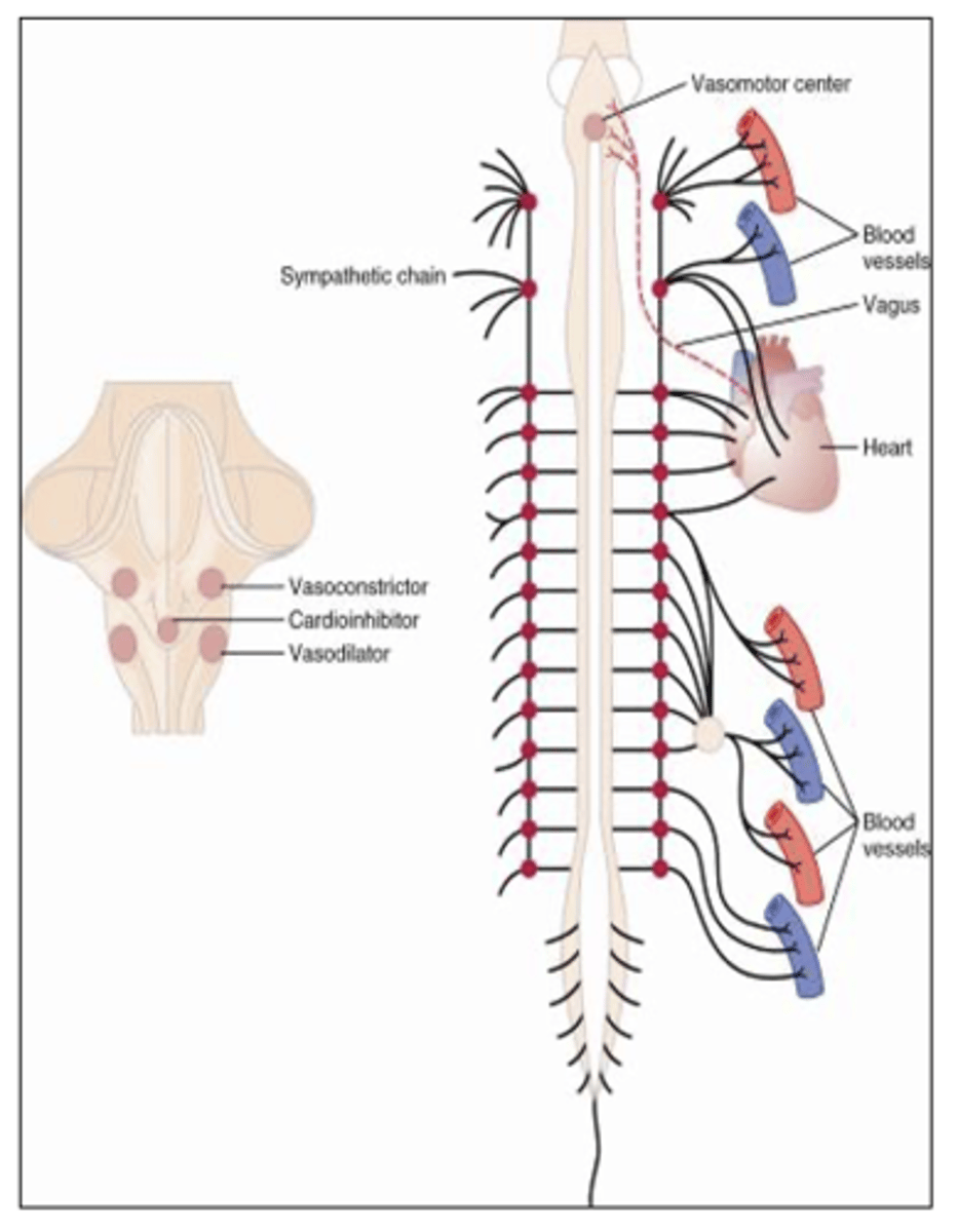 <p>What are the two branches of the Autonomic nervous system? What do they control? </p>