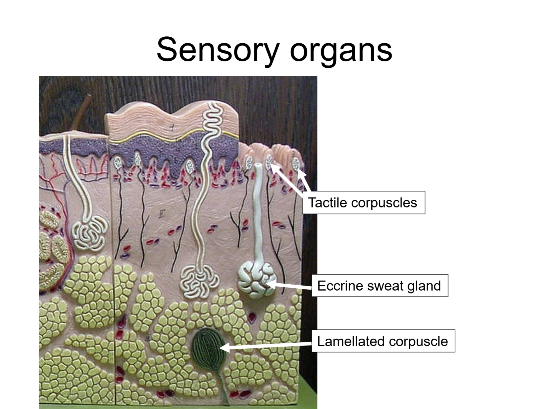 <p>Sensory organs!!!!!!!</p>