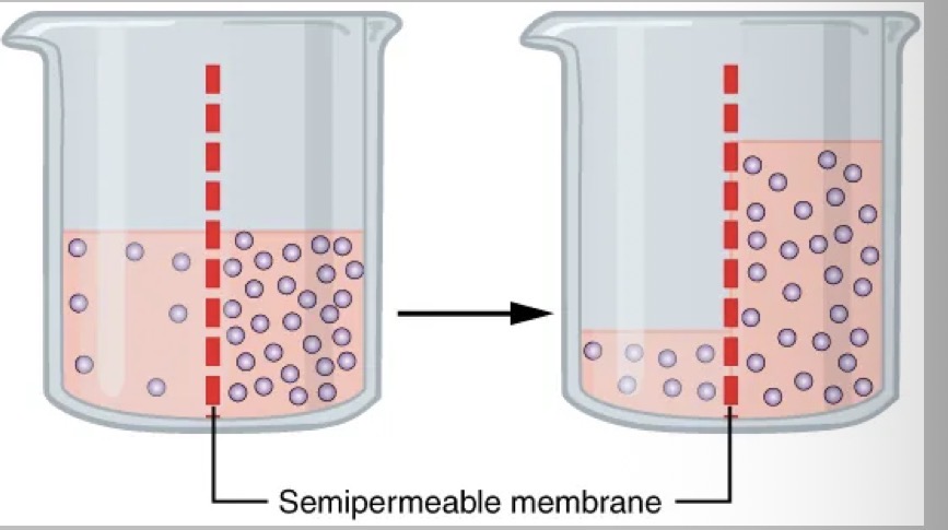 <p>How are neurons selectively permeable ?</p>