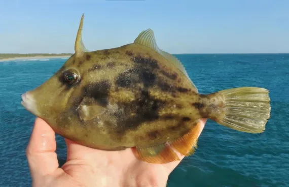 <p>tan or brown to green with darker brown blotches, spots, and lines</p><p>upper profile of snout slightly concave to straight</p><p>bristly psines on the caudal peduncle.</p>