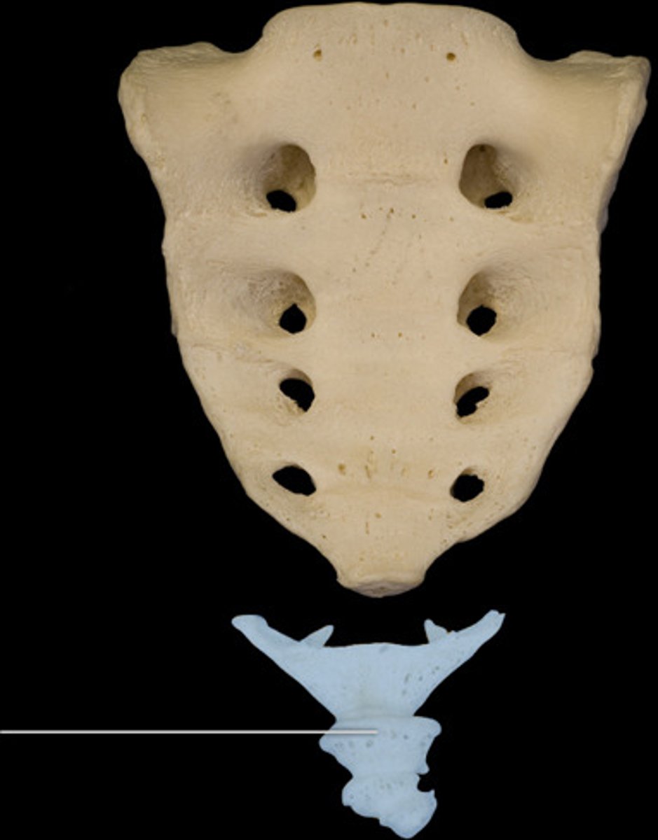 <p>vestigial vertebral components of the coccyx</p>