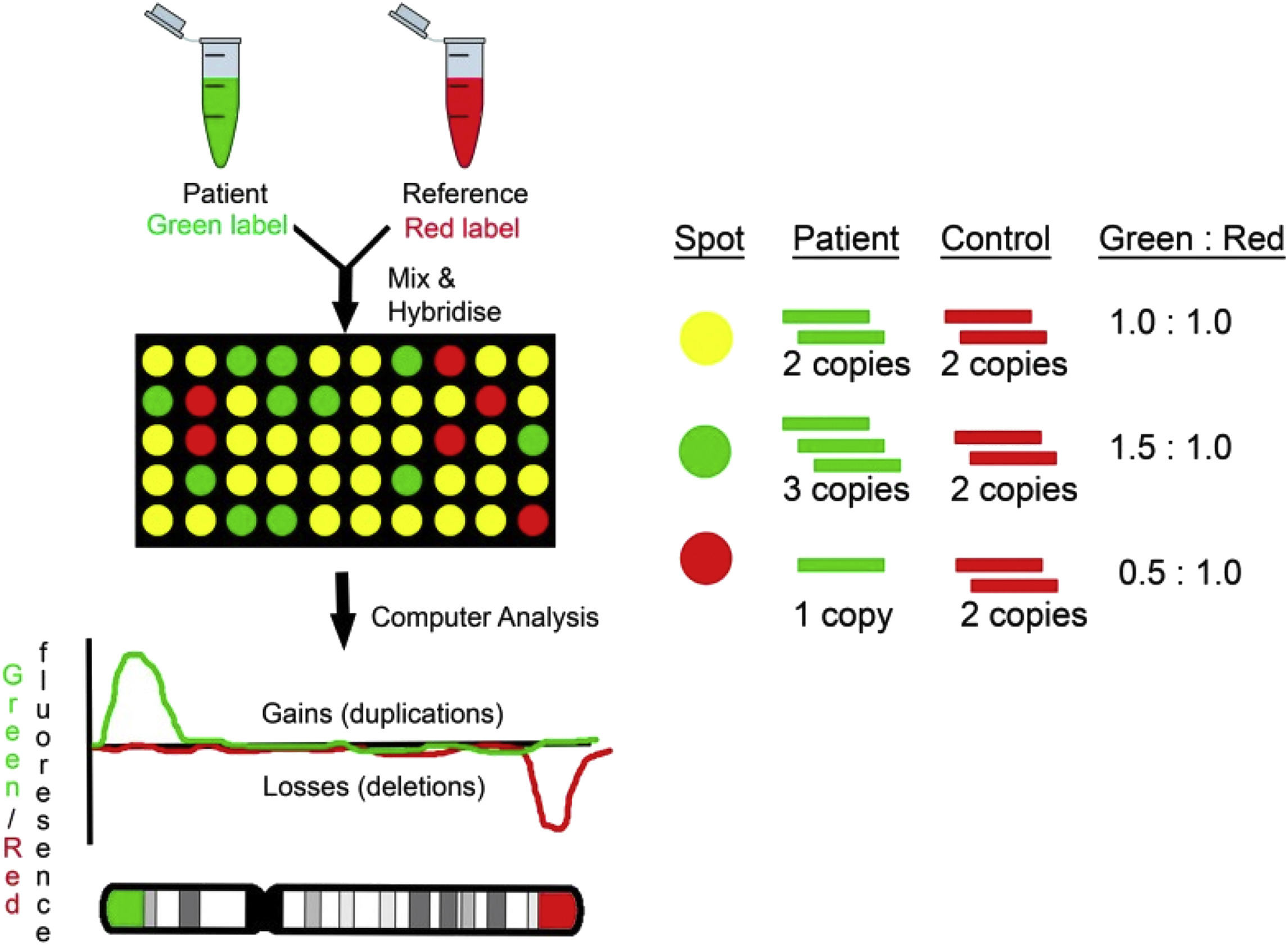 <p>It is a process that monitors the expression of large groups of genes across the entire genome</p><p>It is useful in seeing which genes are transcribed in different tissues or at different stages of development</p>