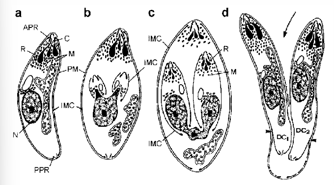 <p>Reproduction of Protozoa</p>