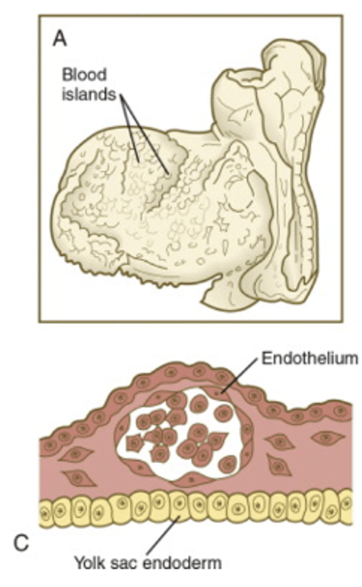 <p>Blood islands</p>