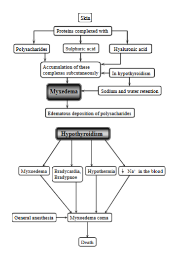 <p><strong>Linked with hypothyroidism. </strong></p><p>Condition of <strong>accumulation of complexes</strong> (proteins complexes with polysaccharides, sulfuric acid and hyaluronic acid) under the skin.</p><p>In hypothyroidism, there is an accumulation of these subcutaneously → sodium + water retention → edematous deposition of polysaccharides. </p>