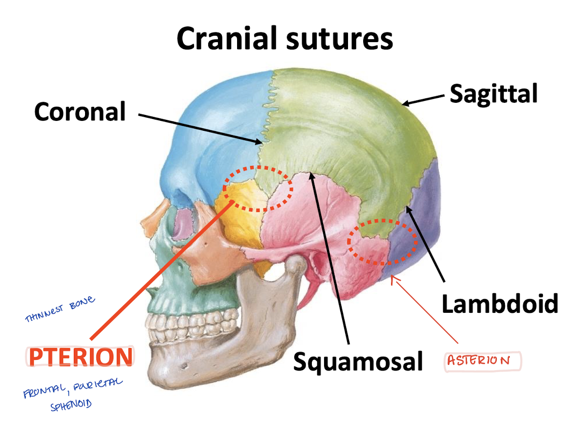 <p>Where frontal, parietal, temporal, and sphenoid "unite"</p><p>Region of <strong>thinnest</strong> cranial bone</p>