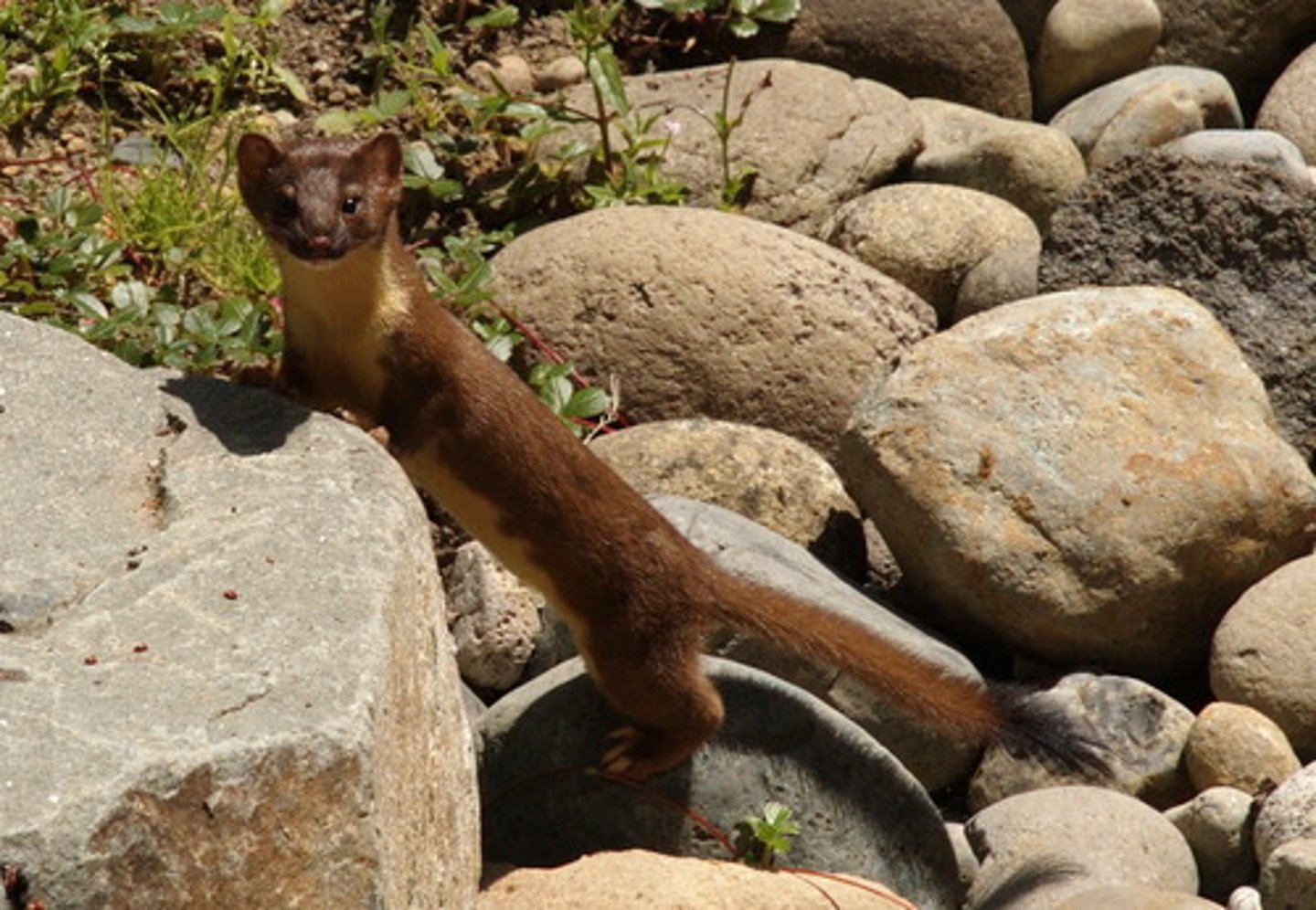<p>Mustela frenata</p>