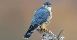 <p>extremely fast, use abandon nests, open forests, hunt other birds</p>