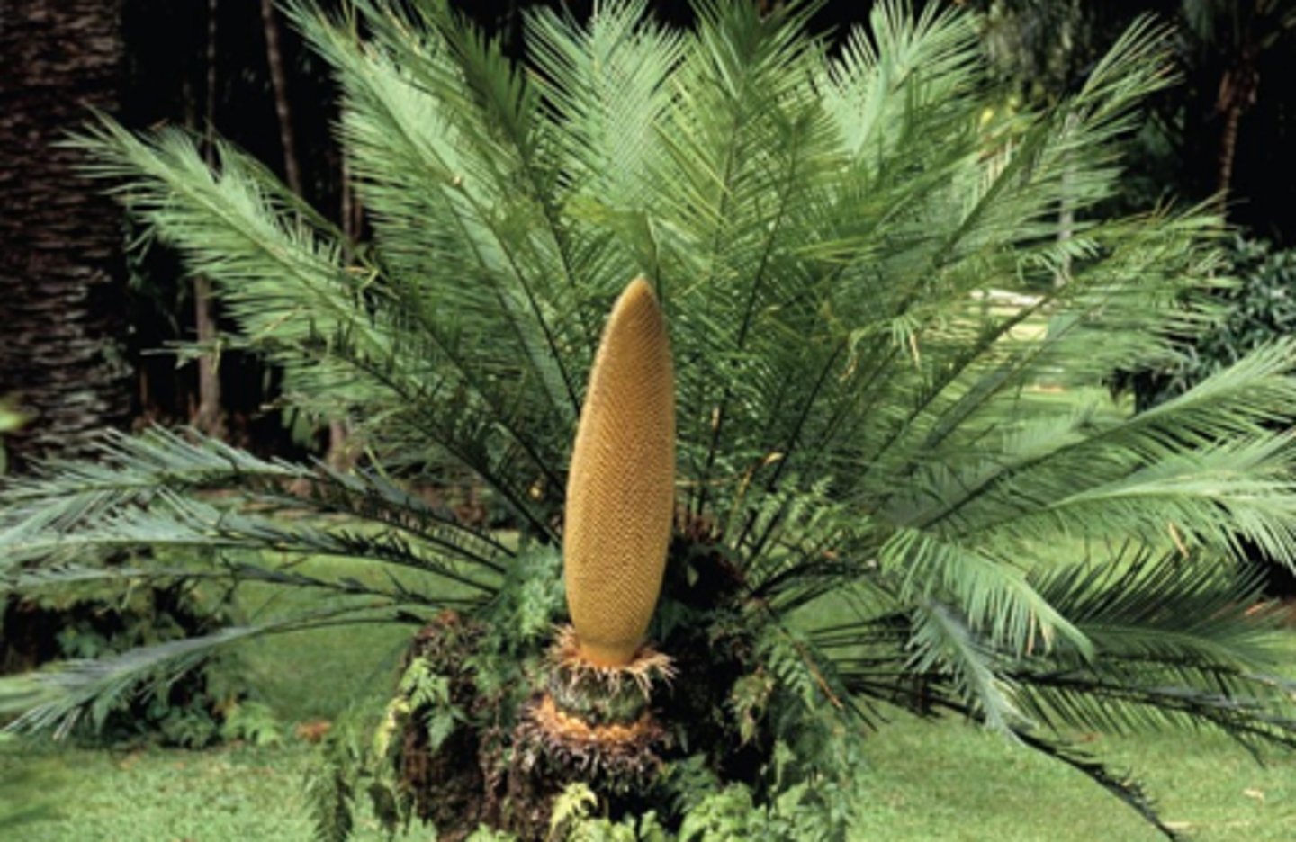 <p>Does this organism have either tracheids or xylem vessels?</p>