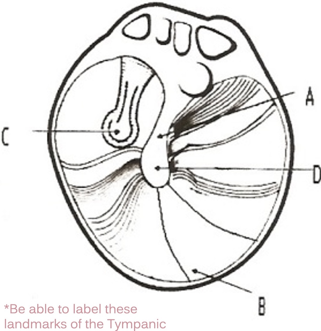 <p>C</p>