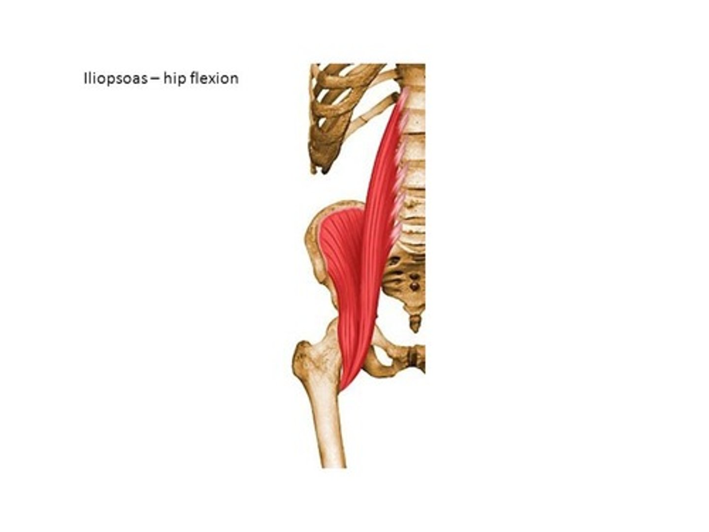 <p>origin: iliac fossa of pelvis</p><p>insertion: lesser trochanter of femur</p><p>prime function: external rotation of hip joint</p>