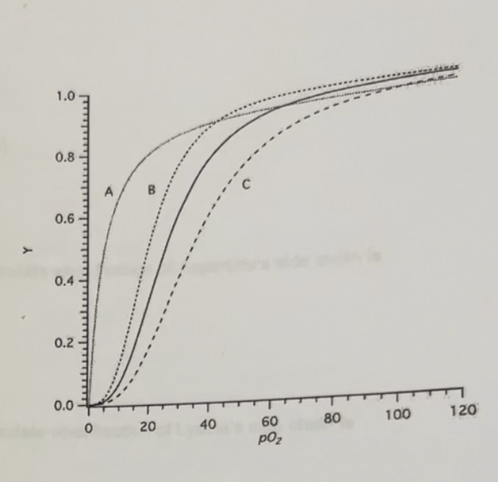 <p>The graph below plots the oxygen saturation curves for hemoglovin under different conditions. The solid curve represents the curve under physiological conditions of pH, concentrations of CO2, and the metabolite 2,3-BPG</p><p></p><ol start="16"><li><p>Which curve (A,B, or C) represents that predicted when metabolic activity leads to an increase in the production of acidic byproducts in the tissues? </p></li><li><p>Which curve (A,B, or C) represents that predicted when the B-subunits of hemoglobin are substituted when the y subunits found in fetal hemoglobin? </p></li><li><p>Hemoglobin differs from myoglobin because…</p></li></ol><p></p>