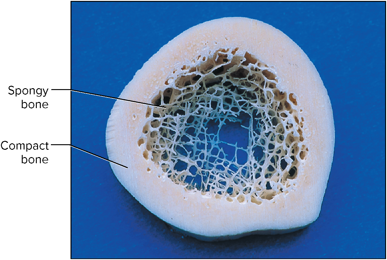 spongy bone (cancellous bone)