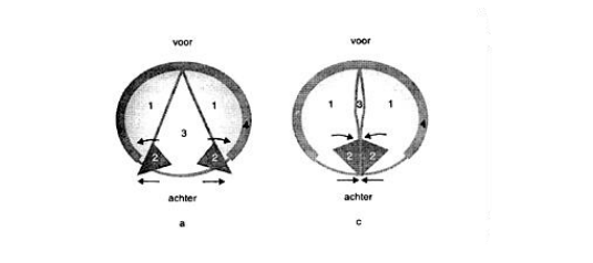 <p>Het strottenhoofd.</p><ul><li><p>De lucht die uit de longen komt, komt terecht in de luchtpijp en vervolgens in de larynx.</p></li><li><p>¨Produceert klank en laat ons toe onze luchtpijp af te sluiten.</p></li><li><p>Hierin vinden we de stembanden.</p></li></ul>