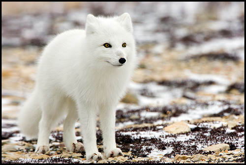 Cold changes fur color in the artic fox.
