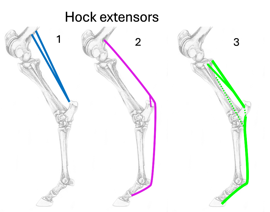 <p>Name the 3 hock extensors </p>