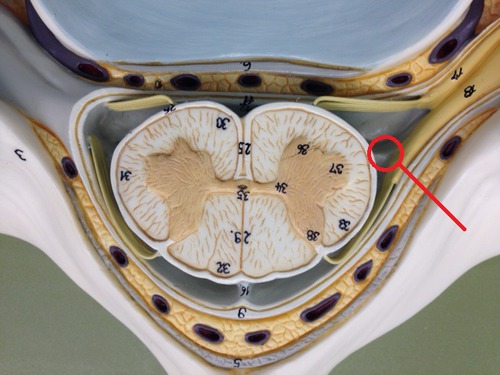 attach spinal cord to dura mater