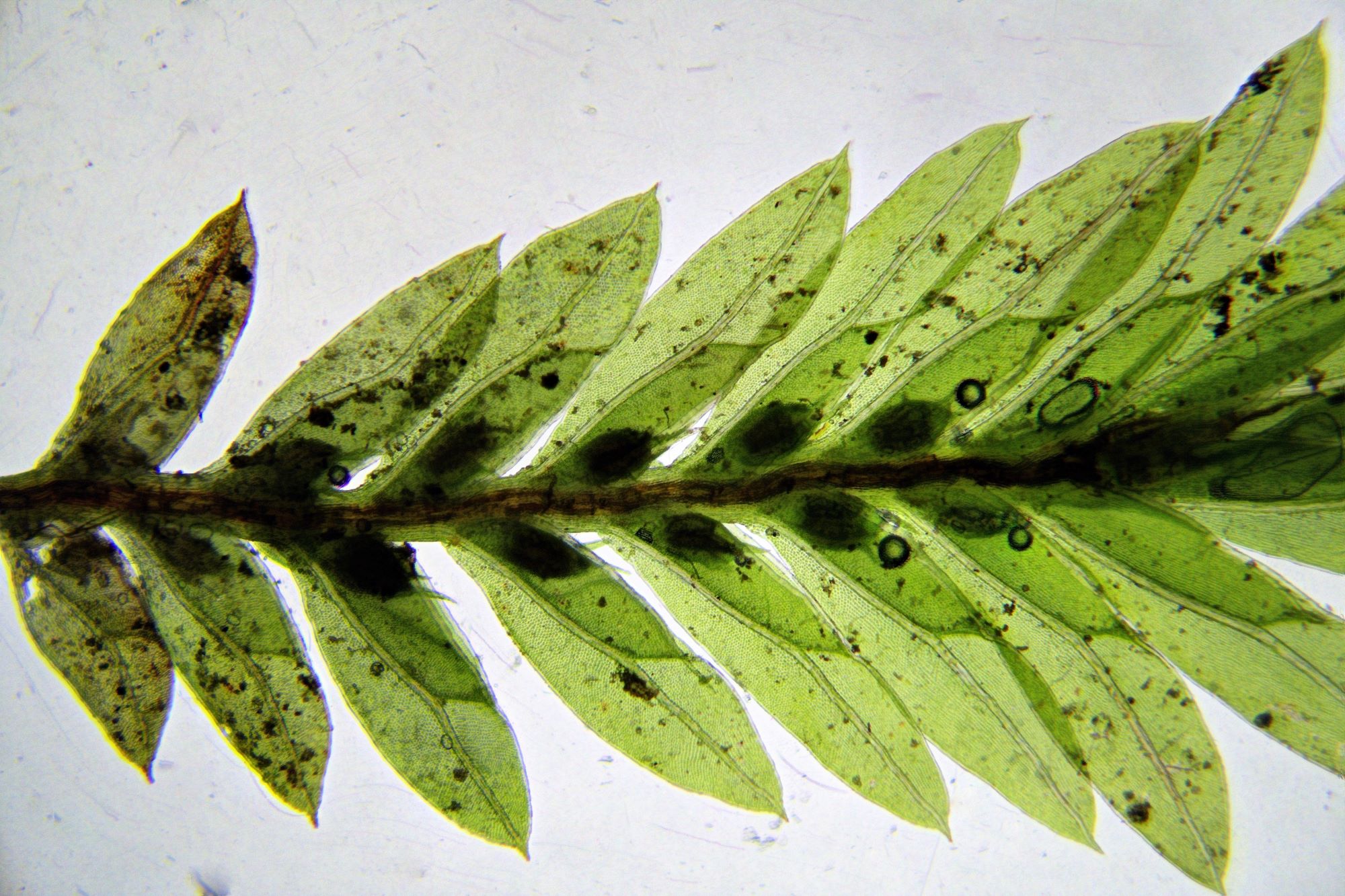 <p>leaves ensheathe each other</p>