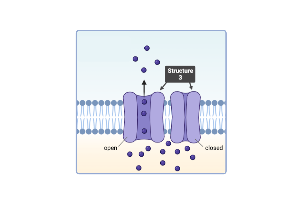 <p>Which statement(s) accurately describe <strong>Structure 3</strong>? Select <strong>all</strong> that apply.</p><ul><li><p><span>a. This structure is a phospholipid.</span></p><p></p></li><li><p><span>b. This structure is a phospholipid bilayer.</span></p><p></p></li><li><p><span>c. This structure is a protein.&nbsp;&nbsp;</span></p><p></p></li><li><p><span>d. This structure is a channel protein. &nbsp;</span></p><p></p></li><li><p><span>e. This structure is a carrier protein.</span></p></li></ul><p></p>